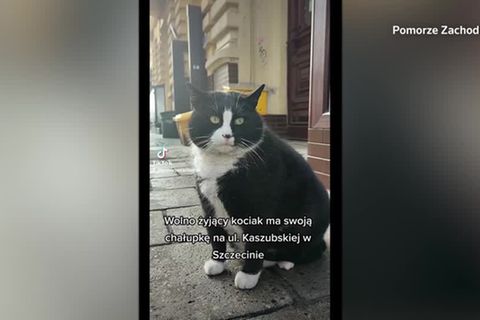 Video: Straßenkater "Gacek" lockt Touristen nach Stettin
