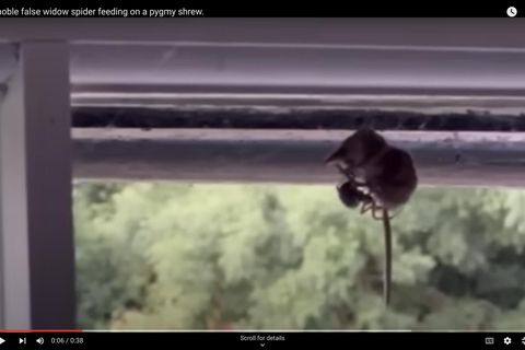 Die Edle Kugelspinne mit ihrer Beute: Eine Maus ist ihr ins Netz gegangen.