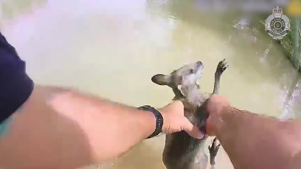 Video: Polizeieskorte für Känguru