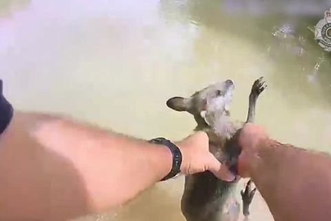 Video: Polizeieskorte für Känguru