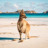 Down Under wirbt mittlerweile aktiv damit, auch schwule, lesbische und bisexuelle Urlauber willkommen zu heißen. Kein Wunder also, dass der weit entfernte aber durchaus beliebte Kontinent auch im Ranking weit oben landet. Damit liegt Australien auf Platz vier. 