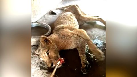 Löwen aus Horror-Zoo gerettet: Schockierende Videos