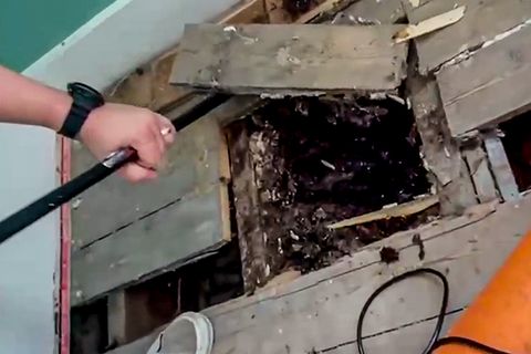 Honig tropft aus Schlafzimmerwand – Briten finden gewaltigen Bienenstock in ihrem Haus