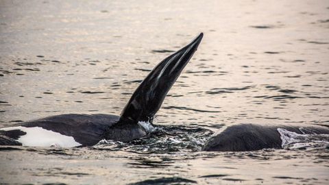Zwei Orcas schwimmen im Meer