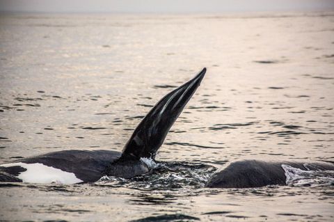 Zwei Orcas schwimmen im Meer