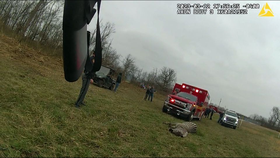 Aufnahmen von einer Bodycam zeigen das tote Zebra auf dem Feld liegend