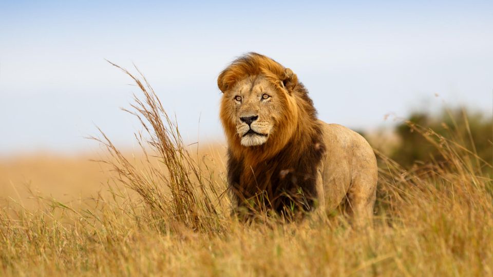Beliebtes Fotomotiv: Löwe in der Serengetilandschaft