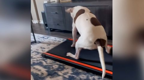 Verwirrter Vierbeiner: Laufband bringt Hund aus dem Konzept
