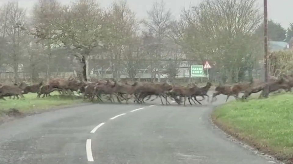 Wilder Wildwechsel: Hunderte Rehe halten Autofahrer auf (Video) Wilder Wildwechsel: Hunderte Rehe halten Autofahrer auf (Video)