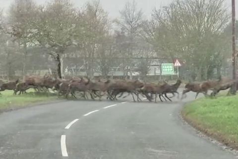 Wilder Wildwechsel: Hunderte Rehe halten Autofahrer auf (Video)