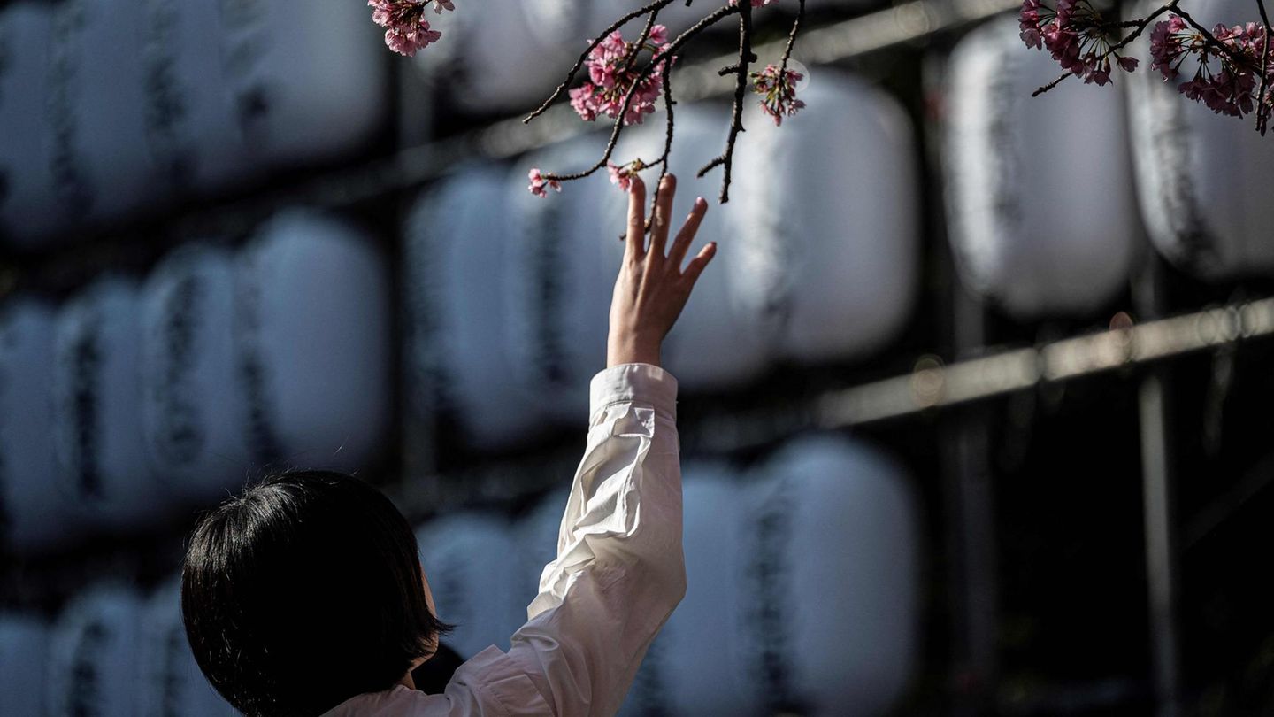 Zum Greifen nahe: Im Ueno Park in Tokio lockt die Kirschblüte viele Menschen an. Zum Greifen nahe: Im Ueno Park in Tokio lockt die Kirschblüte viele Menschen an.