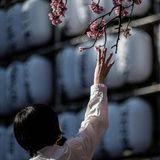 Zum Greifen nahe: Im Ueno Park in Tokio lockt die Kirschblüte viele Menschen an. 