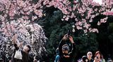Menschen fotografieren die Kirschblüte in Tokio, Japan