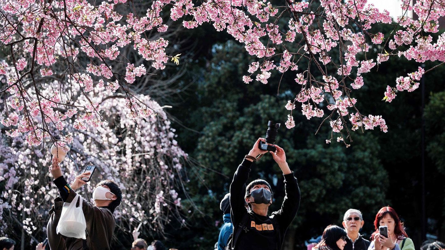 Menschen fotografieren die Kirschblüte in Tokio, Japan