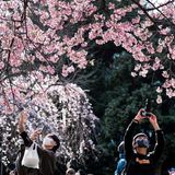 Menschen fotografieren die Kirschblüte in Tokio, Japan