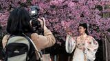 Eine Frau lässt sich vor der Kirschblüte fotografieren