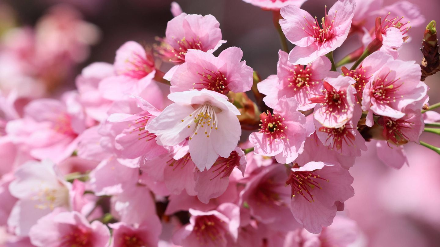 Japan Die Kirschblüte ist in vollem Gange STERN.de