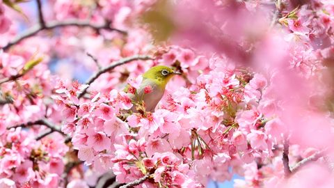Ein Vogel sitz in einem blühenden Kirschbaum in Japann
