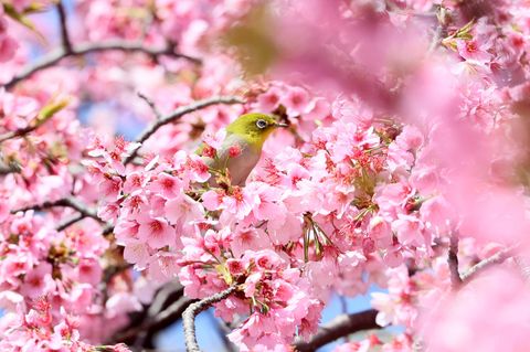 Ein Vogel sitz in einem blühenden Kirschbaum in Japann