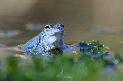 Blauer Moorfrosch im Wasser. Auch er profitiert von der Moor-Renaturierung
