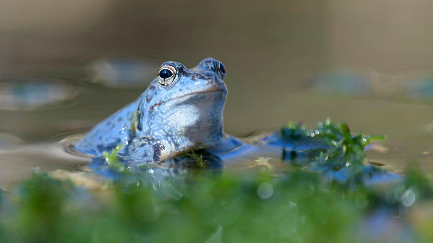 Blauer Moorfrosch im Wasser. Auch er profitiert von der Moor-Renaturierung Blauer Moorfrosch im Wasser. Auch er profitiert von der Moor-Renaturierung
