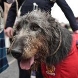 Zurück zur St. Patrick's Day-Parade nach Dublin, wo auch ein Irischer Wolfshund mitfeierte.