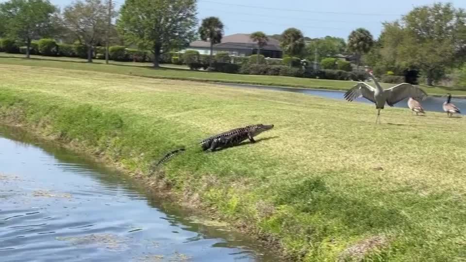 Video: Kranich gegen Alligator: Wer kriegt hier das Flattern?
