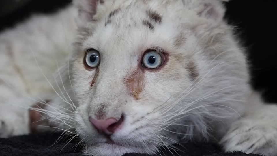 Video: Weißes Tigerbaby kämpft ums Überleben