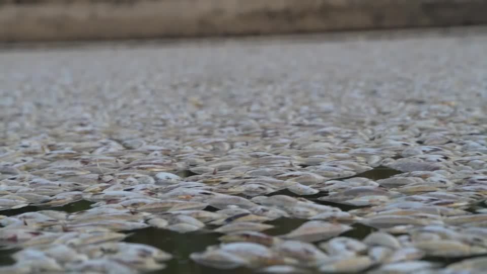 Video: Australien: Hunderttausende tote Fische - genaue Gründe noch unklar
