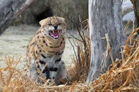 Servale sind Raubkatzen und leben eigentlich in der afrikanischen Savanne 
