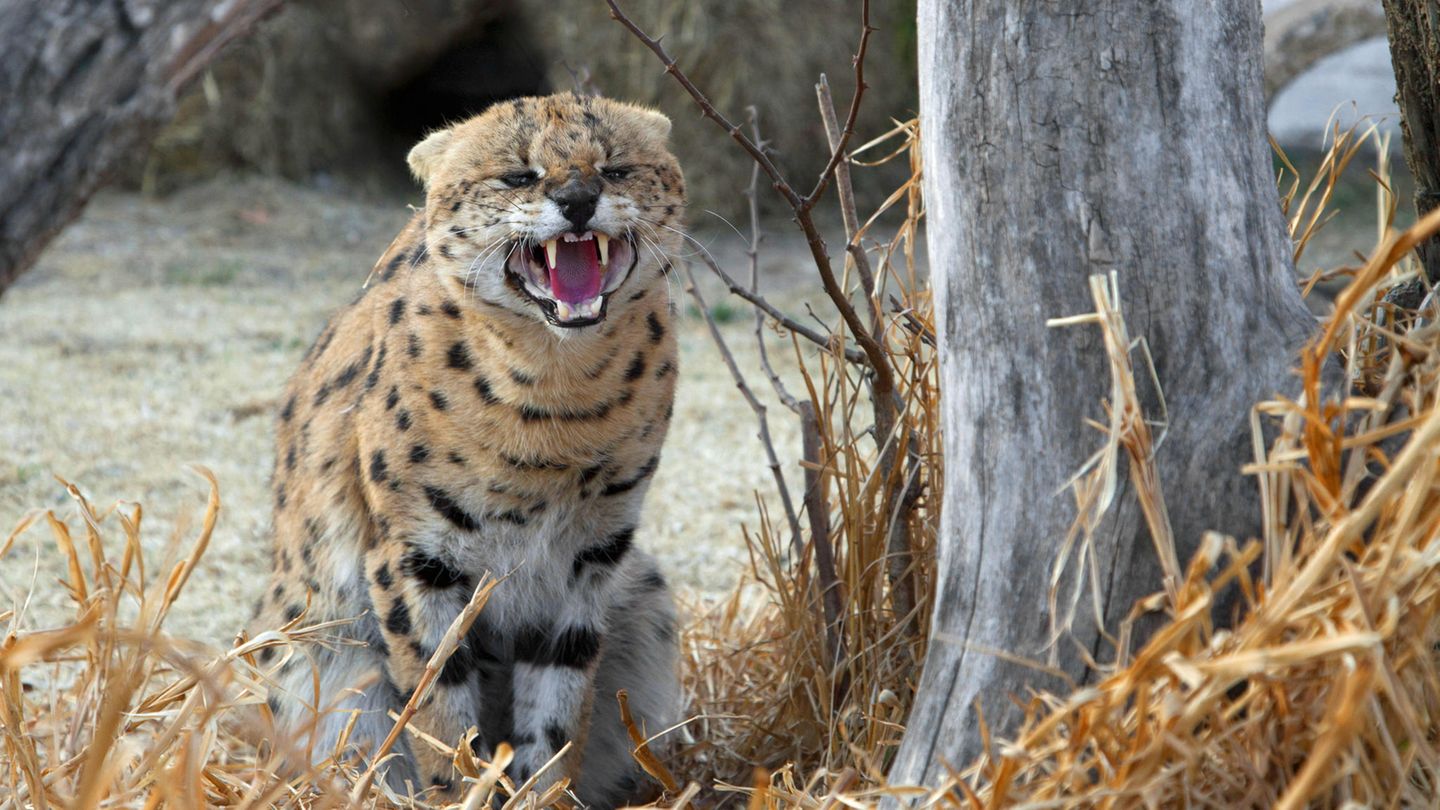 Servale sind Raubkatzen und leben eigentlich in der afrikanischen Savanne 