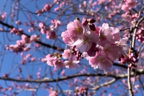 Video: Frühlingsgefühle und erster Spargel