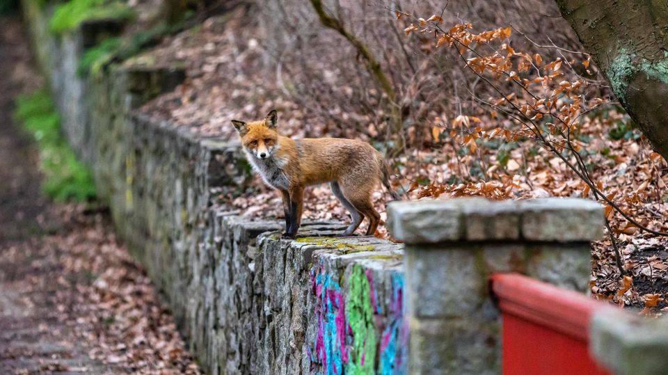Ein Fuchs steht auf einer Mauer