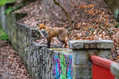 Ein Fuchs steht auf einer Mauer