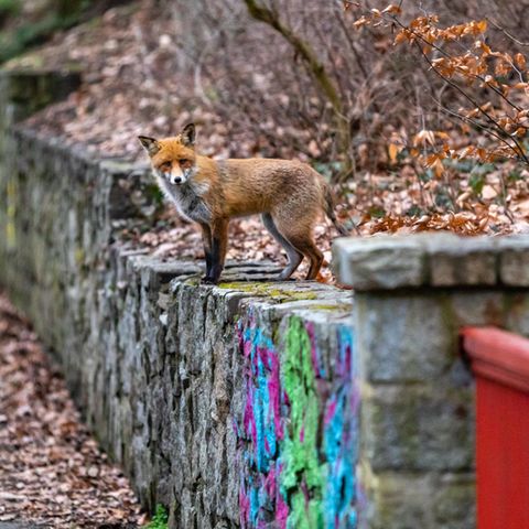 Ein Fuchs steht auf einer Mauer