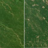 Seit 1993 wird das Gebiet im und um den Nationalpark "El Impenetrable" in Argentinien zunehmend entwaldet