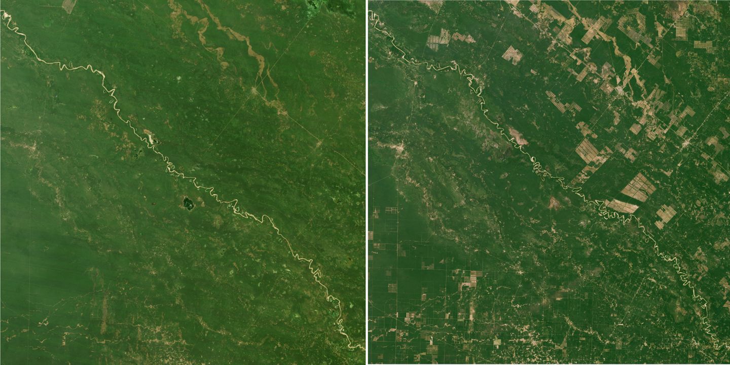 Seit 1993 wird das Gebiet im und um den Nationalpark "El Impenetrable" in Argentinien zunehmend entwaldet