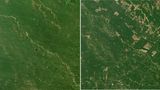 Seit 1993 wird das Gebiet im und um den Nationalpark "El Impenetrable" in Argentinien zunehmend entwaldet