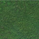 Intakter dunkelgrüner Wald