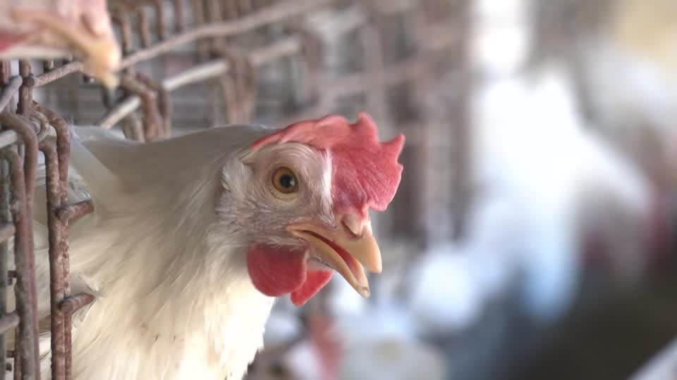 Video: Vogelgrippe: Vorbereitung auf den Artensprung Video: Vogelgrippe: Vorbereitung auf den Artensprung