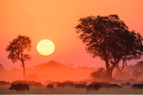 Rotzauber in Botsuana: Bei Sonnenuntergang grasen Kaffernbüffel auf einer Ebene im Okavango-Delta