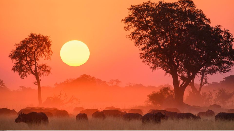 Rotzauber in Botsuana: Bei Sonnenuntergang grasen Kaffernbüffel auf einer Ebene im Okavango-Delta