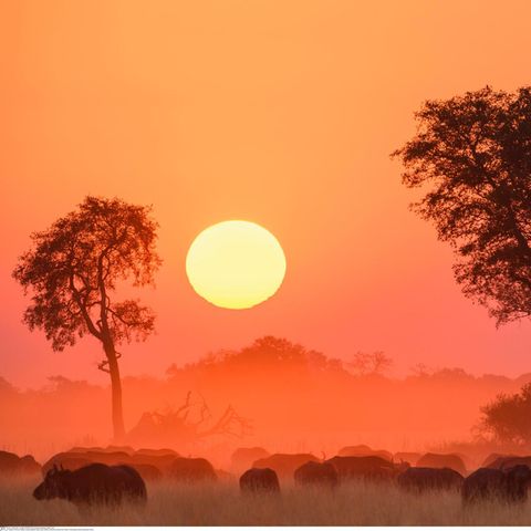 Rotzauber in Botsuana: Bei Sonnenuntergang grasen Kaffernbüffel auf einer Ebene im Okavango-Delta