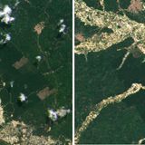 In Ghana fressen sich illegale Goldminen entlang der Flüsse in den Regenwald (links 2019, rechts 2022) 