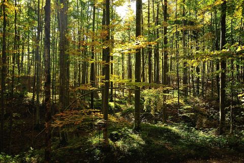 Buchenwald im Herbst