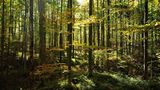 Buchenwald im Herbst