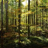 Buchenwald im Herbst