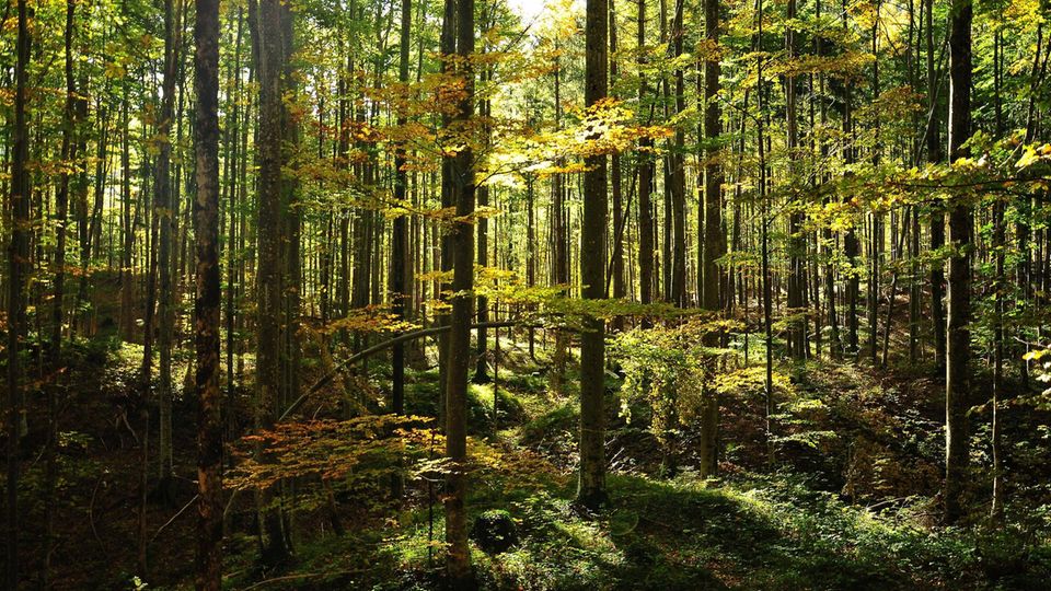 Buchenwald im Herbst