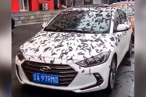Würmer-Regen in China: Was es mit dem unglaublichen Viral-Video auf sich hat