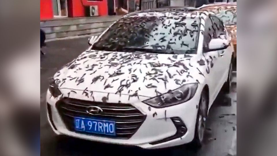 Würmer-Regen in China: Was es mit dem unglaublichen Viral-Video auf sich hat Würmer-Regen in China: Was es mit dem unglaublichen Viral-Video auf sich hat